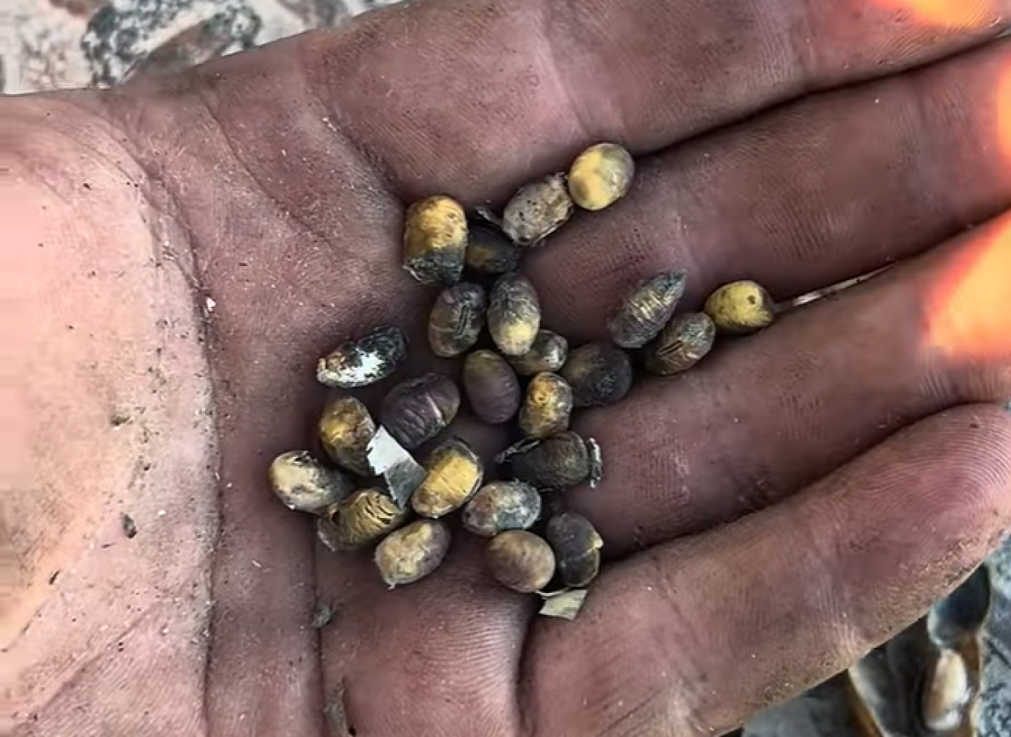 Discoloured and weather-damaged soybeans held in a hand.