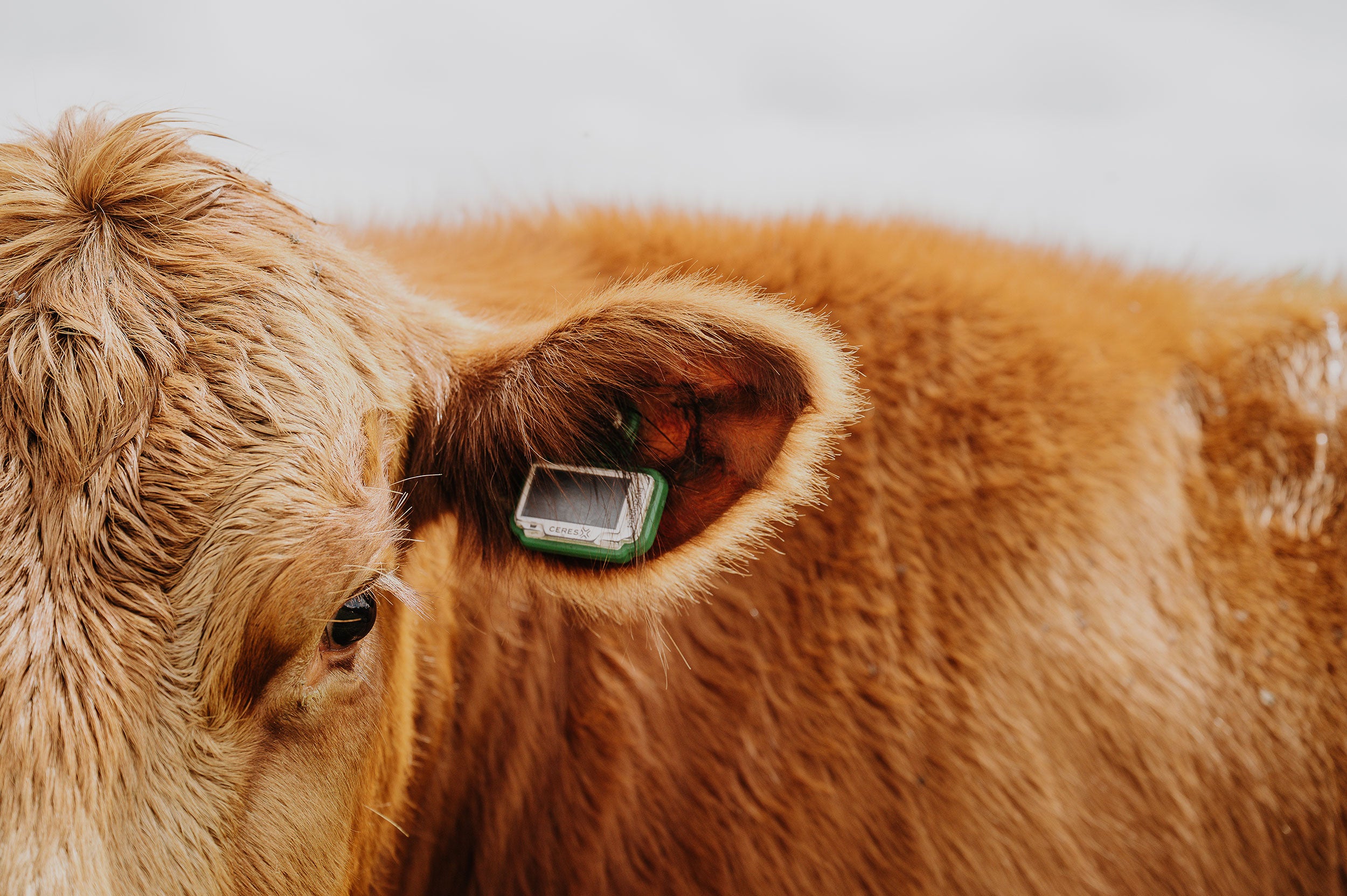A cow wearing a connected ear tag.